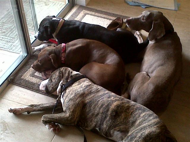 Pitbulls can cuddle together while they stare down the man in the backyard. Pack of Pitbulls! fatbrowne adam browne